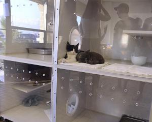 Kittens hang out in luxurious condos during the party.