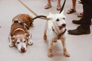 King and Prince are a pair and must be adopted as brothers.