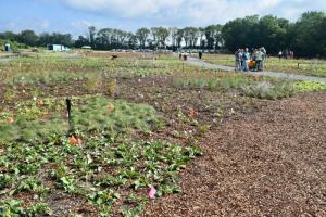 The meadow at the Delaware Botanic Gardens is coming together, thanks to volunteer work.