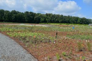 Next summer volunteers will plant another 48,000 plants, bringing the meadow's total to 65,000 plants.