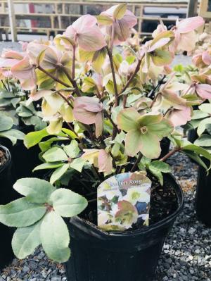 Wharton’s Garden Center Flowers plants gardening