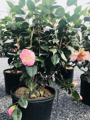 Wharton Garden Center Flowers Plants Gardening