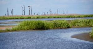 Recently dug-out channels provide water for a rebuilding marsh.