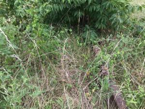 A railroad line at Federal Street where the Rails to Trails extension will be built.