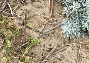 Beautifully colored vegetation and beach burrs.