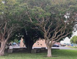 In a downtown park along the main street of Cape Charles, there are crape myrtles pruned in bonsai-like fashion.