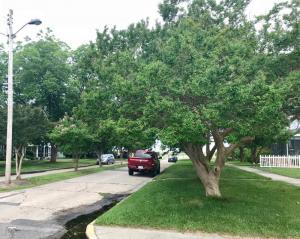 In Cape Charles, we found a carefully planned railroad town with boulevards shaded by decades-old crape myrtles.