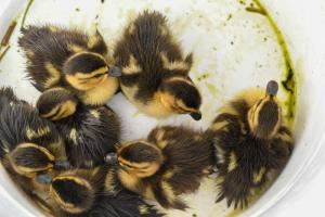Bucket of ducks (mallards) rescued from Jungle Jim’s Water Park for redeployment in the Great Marsh. DAVE FREDERICK PHOTO