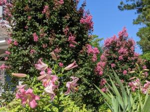 Tree lily Mystery and crape myrtle Rhapsody in Pink at Mill Pond Garden.