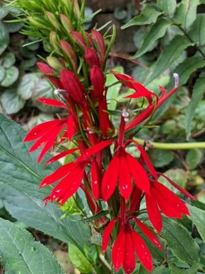 Native cardinal flower at Mill Pond Garden.