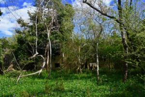 The Green Hill Light site is overgrown with invasive species and has trash and debris that would have to be cleared to make way for the redevelopment. This photo was taken in 2021.