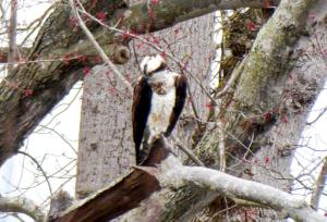 A local osprey hunts fish from a red maple on Red Mill Pond.
