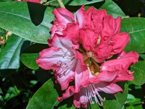 Theodore Roosevelt rhododendron at Mill Pond Garden. SUBMITTED PHOTOS