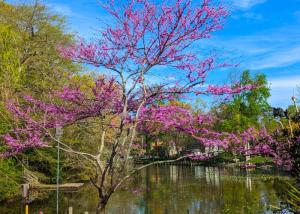 A native redbud tree overhangs Red Mill Pond.