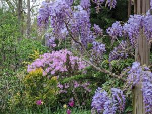 Cooke’s purple wisteria frames a poukhanense azalea at Mill Pond Garden.