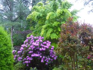 Loblolly pine, forest pansy redbud, Bourseault rhododendron, coral bark maple and red-leaved crape myrtle at Mill Pond Garden.