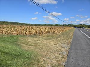 Golden fields of autumn corn, like this one next to Cave Neck Road, were always a sign that beckoned Pam back to school. JEFF SEEMANS PHOTO