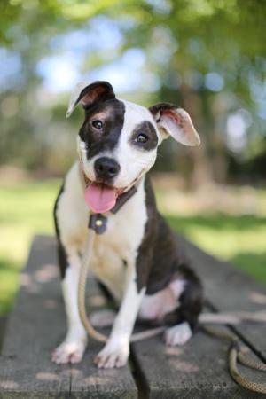 Josh-Feeney-Photography-Photographs-Cute-Dog-In-Lewes-Delaware