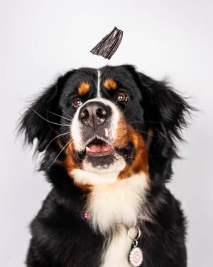 Burmese-Mountain-Dog-catches-a-treat