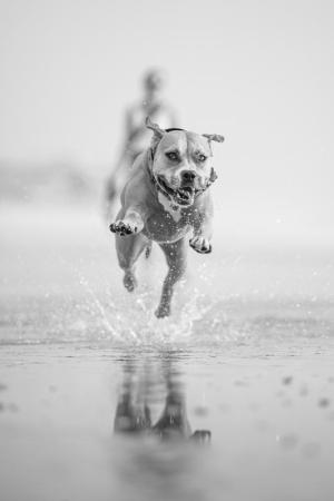 Josh-Feeney Photography-Dog-Runs-on-Beach-on-Delaware-Eastern Shore-