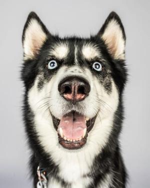 Husky-dog-smiles-for-camera