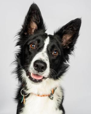 Border-Collie-Smiles-for-Camera-in-Delaware