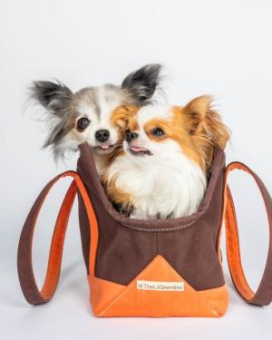 Two-cute-dogs-in-purse