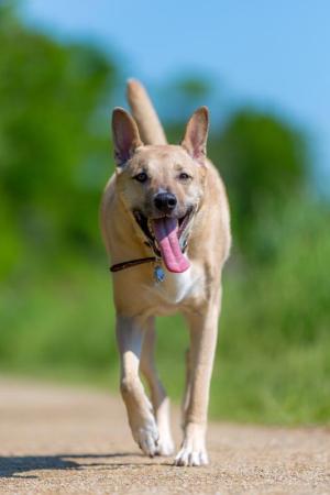 Dogs Walks Along Path in Delaware