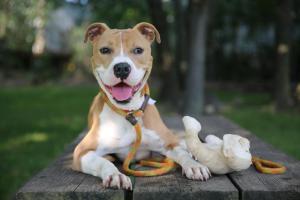 Cute Dog Lays Outside in Delaware