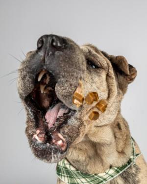 Dog Catches Treats in Delaware