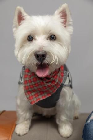 Cute-Dog-With-Bandana-in-Delalware