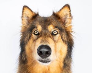 Wolf-Dog-Smiles-For-Camera-in-Delaware