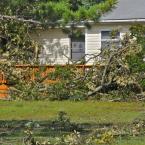 Tree limbs nearly cover a deck in a Bayside home. BY RON MACARTHUR