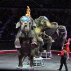 Elephants take a stand during The Greatest Show on Earth. BY RON MACARTHUR