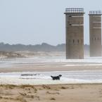 Gordons Pond was visited by many curious people and pets. BY DENY HOWETH