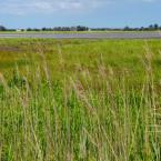 This is the view refuge officials are most proud of. Three years ago, this area was open water.