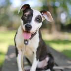 Pit Bull Mix Poses for Photo in Delaware