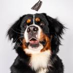 Burmese Mountain Dog Catches Treat in Delaware