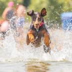 Josh-Feeney-Photography-Dog-Run-Through-Water-Delaware-Beach