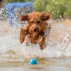 Josh-Feeney-Photography-Dog-Doodle--Run-Through-Water-In-Delaware