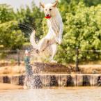 Dog Jumps out of Water on Beach in Delaware