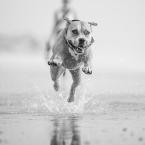 Dog Runs on the Beach in Delaware