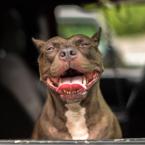 Happy Dog in a Car