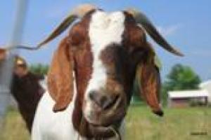 Farm animals will offer cyclists a welcome change from traffic-filled highways as they cover the rural route of the Amish Country Bike Tour Sept. 10. BY A.J. ADRIANCE