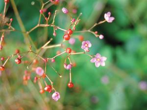Jewels of Opar is a plant that grows into a striking mat of luscious chartreuse foliage.
