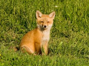 Approaching baby wild animals such as this red fox kit can be dangerous for people who think it might need rescuing, and also for the animal itself. SOURCE AMERICAN HORTICULTURAL SOCIETY
