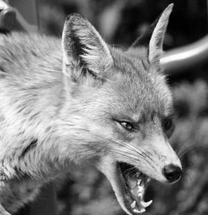 Rabid foxes exhibit bold and vicious behavior and show no fear of humans. SOURCE NATURALUNSEENHAZARDS.COM