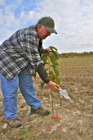 Bridgeville farmer Charlie Smith is proud of his recently planted pawpaw trees. BY RON MACARTHUR
