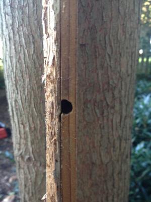 I didn't frame this photo well.  Should have chosen a better background.  But, using a popular phrase of the day, it is what it is. So, what you're looking at is two boards facing each other with a carpenter bee entrance hole right on the seam of the two boards. Behind them is the trunk of a bald cypress tree.  The edge of the board on the left has also been torn up by rot and carpenter bee activity.  At the bottom of this blog you will see a photo of the two boards taken apart at the seam making the burrowings and birthing chambers of the bees very evident. BY DENNIS FORNEY