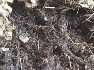 After a year or so the leaves become a dark brown, almost black spongy material with a pleasant forest smell.